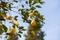 Lemon tree with ripe fruits. Branch of fresh ripe lemons with leaves in sun beams. Mediterranean citrus