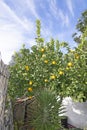 Lemon tree with ripe fruits inside a stonewalled garden