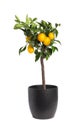 Lemon tree with ripe fruits in pot on white background Royalty Free Stock Photo