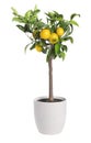 Lemon tree with ripe fruits in pot on white background Royalty Free Stock Photo