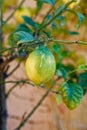 Lemon tree with ripe yellow lemon fruit hanging on a branch Royalty Free Stock Photo