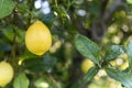 Lemon tree7 Royalty Free Stock Photo