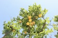 Lemon Tree Sorrento in Italy
