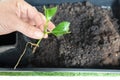 lemon tree taking root propagated by cuttings. young lemon tree plant rooted by cuttings Royalty Free Stock Photo