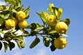 Lemon tree Royalty Free Stock Photo