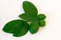 Lemon tree twig with leaves and three ripe small lemon fruits on a white background, with copy-space, close-up. Indoor citrus tree Royalty Free Stock Photo