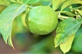 Lemon tree with unripe green lemon grown in Maricopa County, Arizona, United States Royalty Free Stock Photo