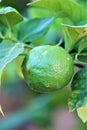 Lemon tree with unripe green lemon grown in Maricopa County, Arizona, United States Royalty Free Stock Photo