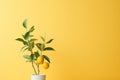 lemon tree in vase on yellow background Royalty Free Stock Photo