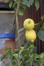 Lemon Tree. It was taken in a pot. There are two yellow lemons Royalty Free Stock Photo