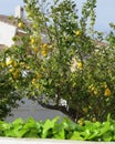 Lemon tree which is growing in garden Costa Blanca area, Spain, with several mellow fruits