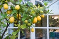 Lemon tree by the window Royalty Free Stock Photo