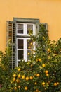 Window and a lemon tree in Athens. Royalty Free Stock Photo