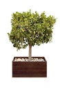 lemon tree in a wooden box isolated on white background Royalty Free Stock Photo