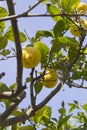 Lemon tree Royalty Free Stock Photo