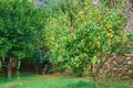 Lemon tree with yellow lemons in a garden.