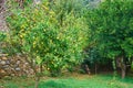 Lemon tree with yellow lemons in a garden.