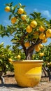 Lemon tree in a yellow pot Royalty Free Stock Photo
