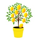 Lemon tree in the yellow pot. Royalty Free Stock Photo