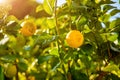 Lemon trees in a citrus grove in Sicily, Italy Royalty Free Stock Photo