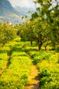 Lemon trees in a citrus grove in Sicily, Italy Royalty Free Stock Photo