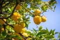 Lemon trees in a citrus grove in Sicily Royalty Free Stock Photo