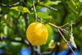 Lemon trees in a citrus grove in Sicily Royalty Free Stock Photo