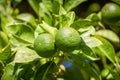 Lemon trees in a citrus grove in Sicily Royalty Free Stock Photo