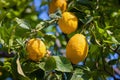 Lemon Trees In A Citrus Grove In Sicily
