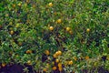 Lemon trees with fruits Royalty Free Stock Photo
