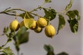 Lemon trees with ripe yellow lemons in citrus orchard. beautiful nature background. Mediterranean fruit plants and trees, citrus Royalty Free Stock Photo