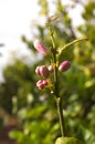 A lemon twig with several purple buds Royalty Free Stock Photo