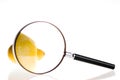 Lemon under magnifying glass Royalty Free Stock Photo