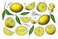 Lemon vector drawing. Summer fruit artistic illustration. Royalty Free Stock Photo