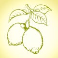 Lemon. Vector drawing Royalty Free Stock Photo