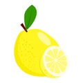 Lemon vector.Fresh lemon illustration