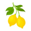 Lemon vector icon.Cartoon vector icon isolated on white background lemon. Royalty Free Stock Photo