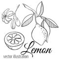 Vector line lemon set