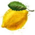 Lemon vector logo design template. fruit or food