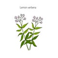 Lemon verbena