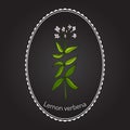 Lemon verbena