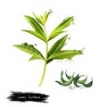 Lemon verbena fresh and dried. Beebrush