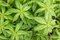 Lemon verbena in garden. background.