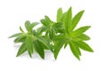 Lemon verbena