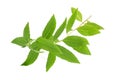 Lemon verbena