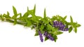 Lemon verbena and lavender Royalty Free Stock Photo