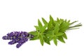 Lemon verbena and lavender Royalty Free Stock Photo