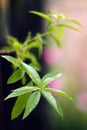 Lemon verbena (Lippia citrodora) Royalty Free Stock Photo