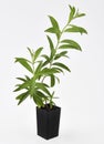 Lemon Verbena Plant Fresh Leaves Royalty Free Stock Photo