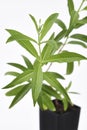 Lemon Verbena Plant Fresh Leaves Royalty Free Stock Photo